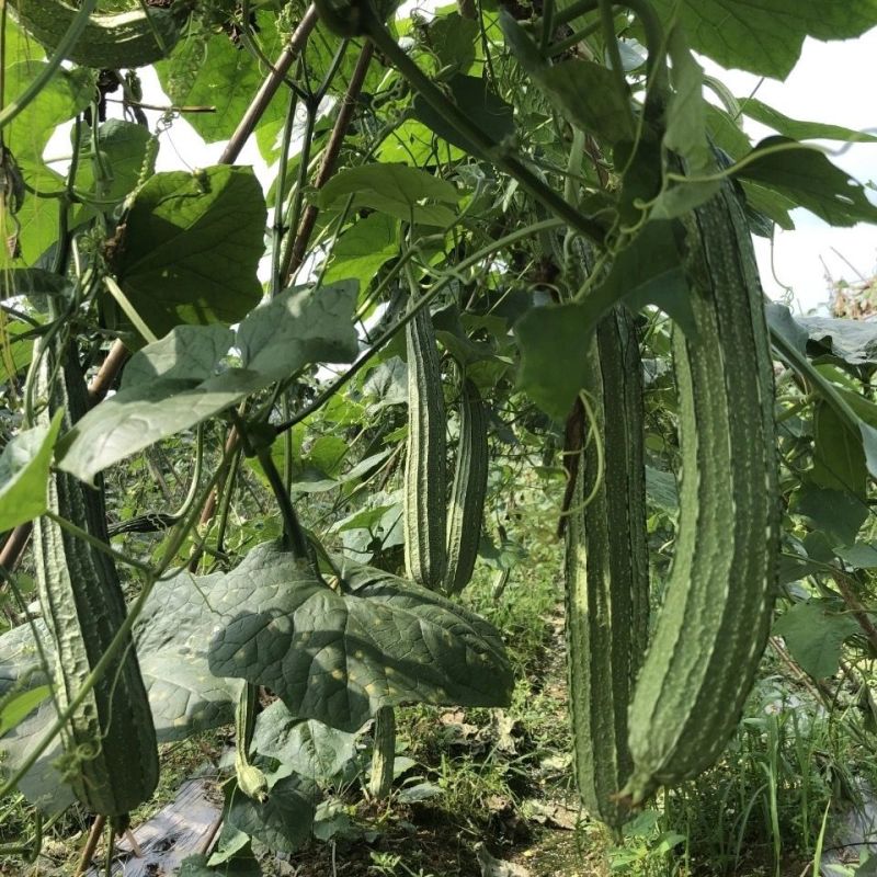 青丰侠1号丝瓜种子耐热大肉花点丝瓜棱丝瓜种籽肉厚清甜