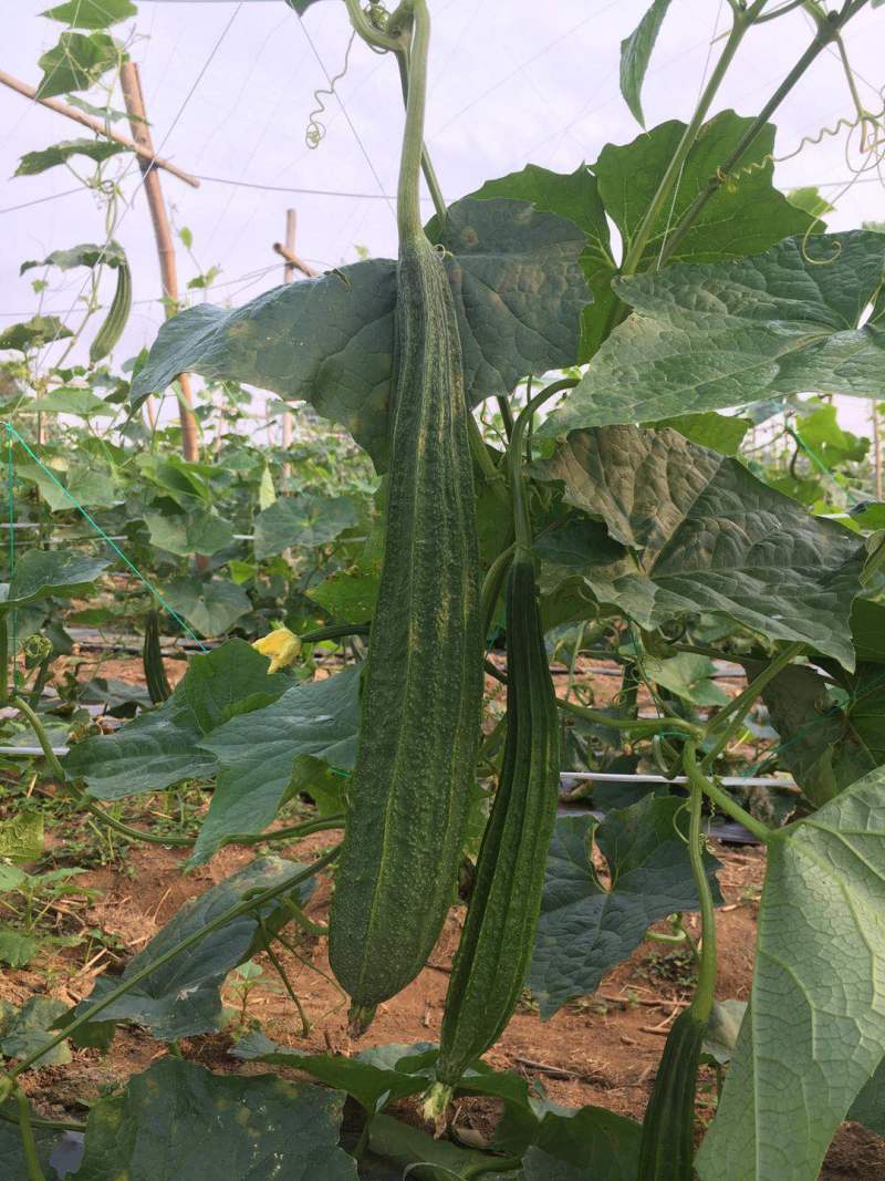 青丰侠1号丝瓜种子耐热大肉花点丝瓜棱丝瓜种籽肉厚清甜