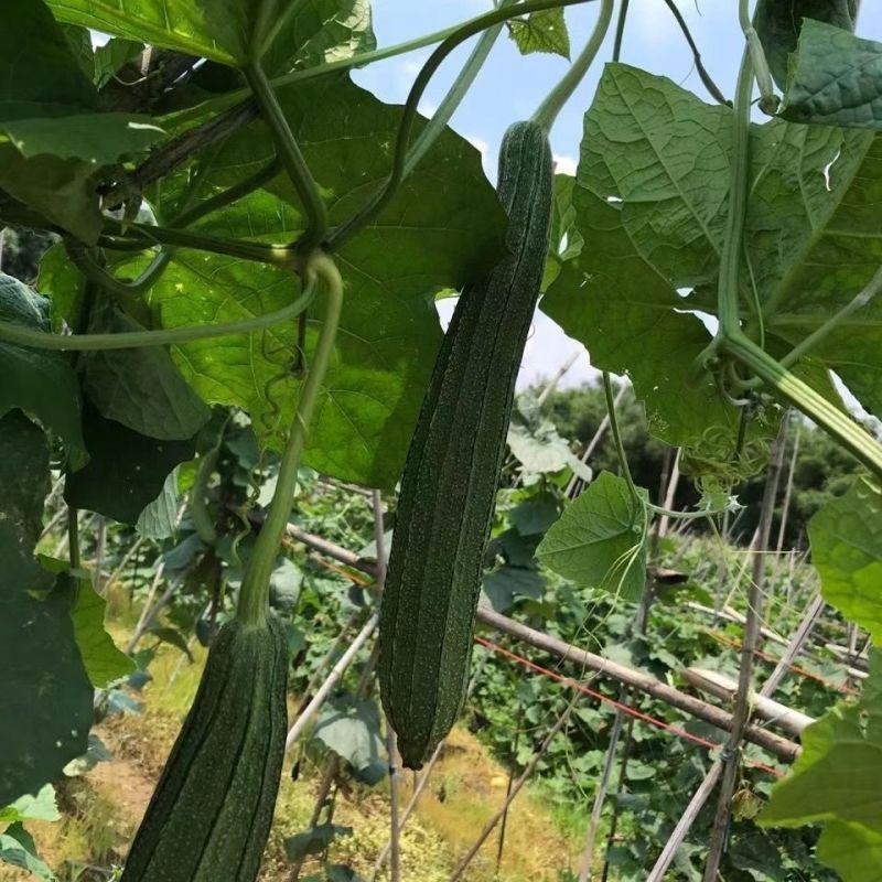 青丰侠1号丝瓜种子耐热大肉花点丝瓜棱丝瓜种籽肉厚清甜