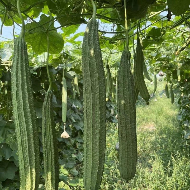 青丰侠1号丝瓜种子耐热大肉花点丝瓜棱丝瓜种籽肉厚清甜