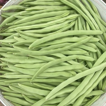 四川攀枝花露天精品四季豆便宜了