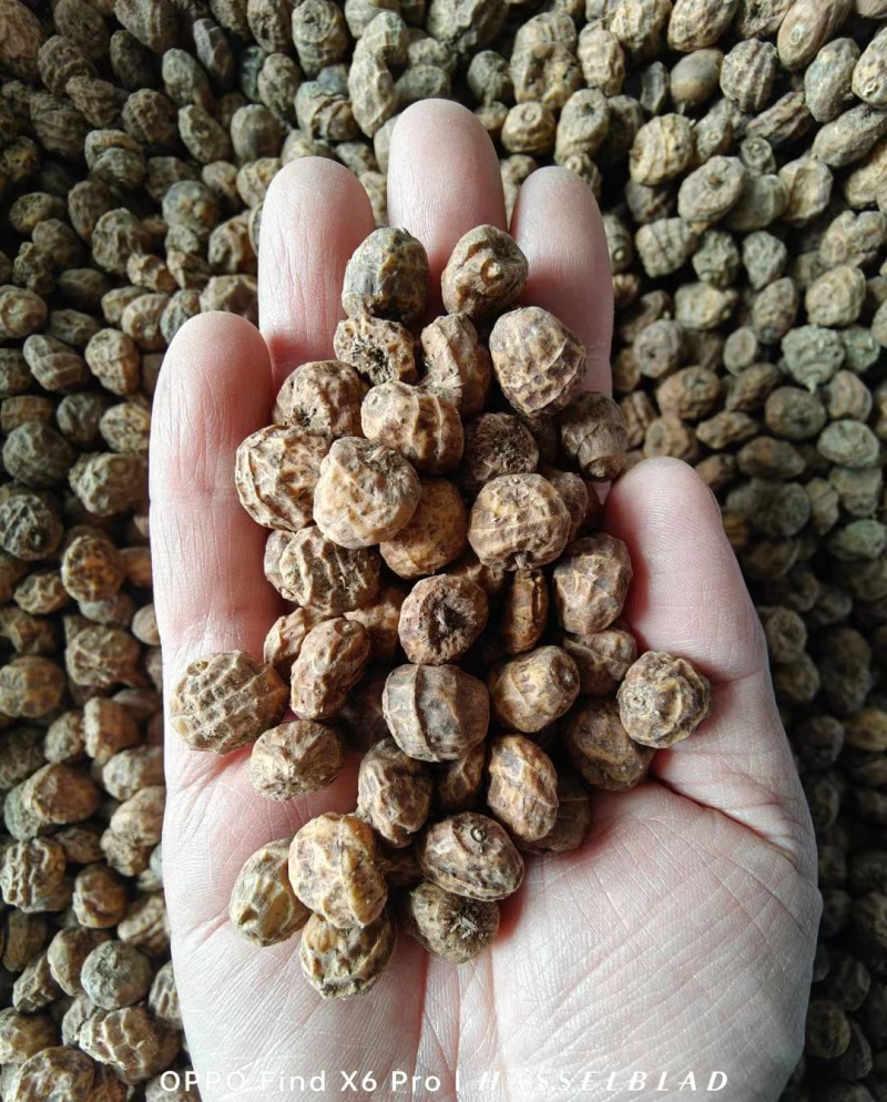 油莎豆种子油豆油渣油沙豆虎坚果地下核桃量大优惠