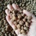 油莎豆种子油豆油渣油沙豆虎坚果地下核桃量大优惠