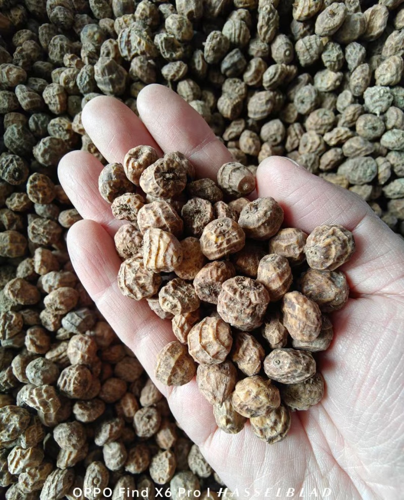 油莎豆种子油豆油渣油沙豆虎坚果地下核桃量大优惠