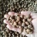 油莎豆种子油豆油渣油沙豆虎坚果地下核桃量大优惠