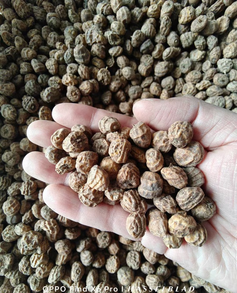 油莎豆种子油豆油渣油沙豆虎坚果地下核桃量大优惠