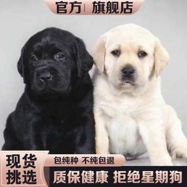 纯种拉布拉多犬纯黑色拉布拉多幼犬高智商导盲犬大型犬双血统