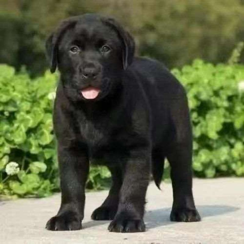 纯种拉布拉多犬纯黑色拉布拉多幼犬高智商导盲犬大型犬双血统