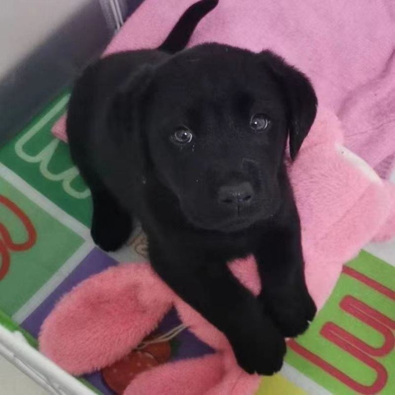 纯种拉布拉多犬纯黑色拉布拉多幼犬高智商导盲犬大型犬双血统