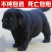 纯种拉布拉多犬纯黑色拉布拉多幼犬高智商导盲犬大型犬双血统