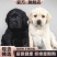 纯种拉布拉多犬纯黑色拉布拉多幼犬高智商导盲犬大型犬双血统