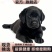 纯种拉布拉多犬纯黑色拉布拉多幼犬高智商导盲犬大型犬双血统
