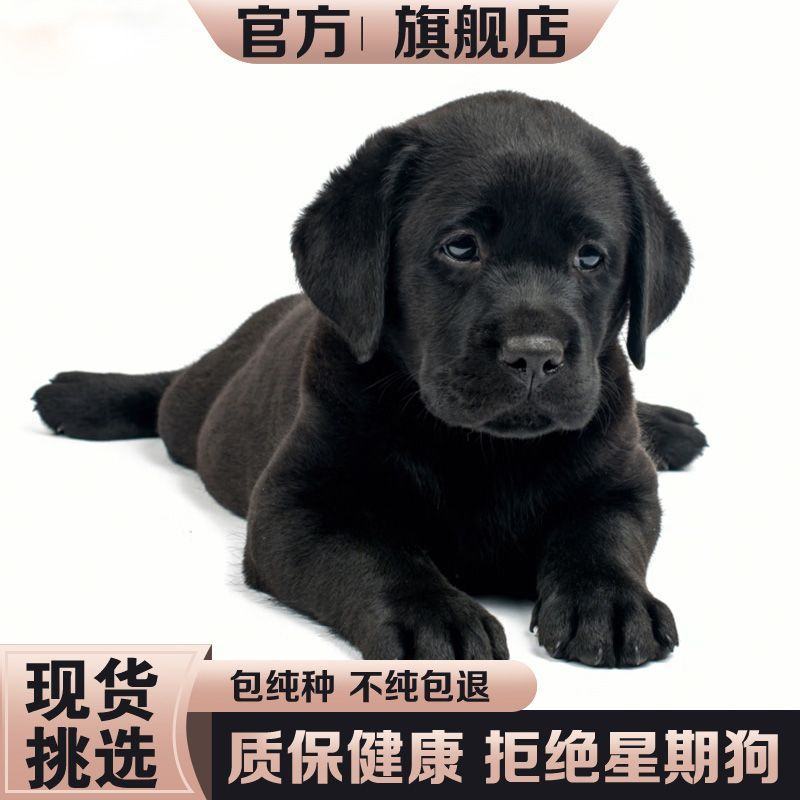 纯种拉布拉多犬纯黑色拉布拉多幼犬高智商导盲犬大型犬双血统