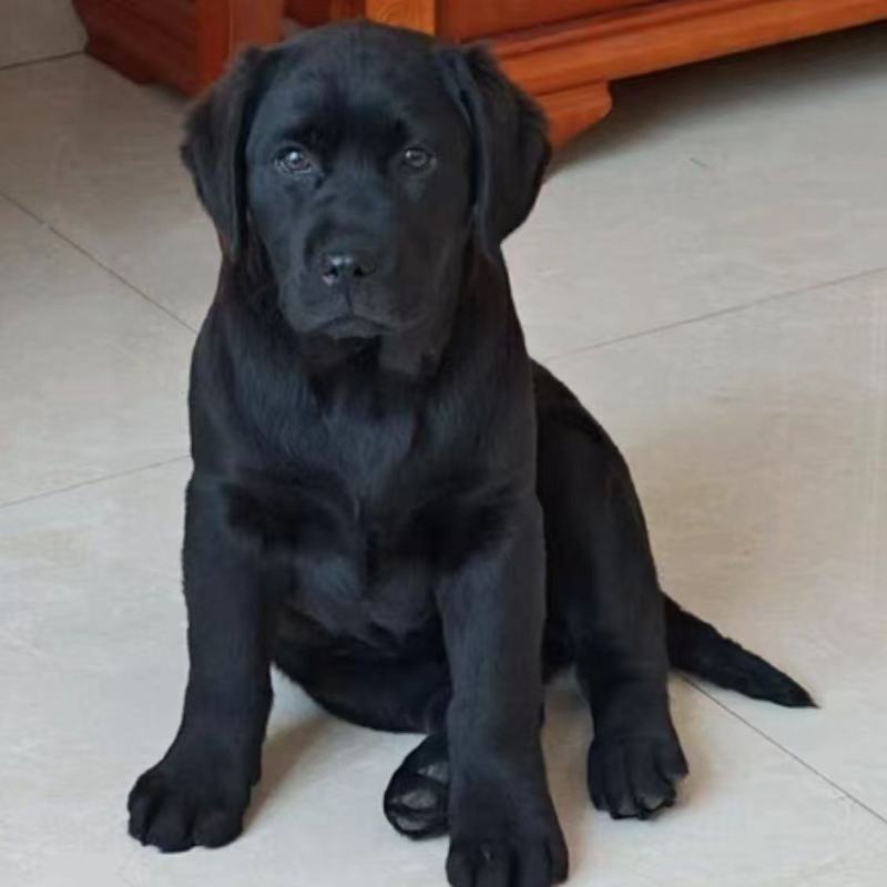 纯种拉布拉多犬纯黑色拉布拉多幼犬高智商导盲犬大型犬双血统