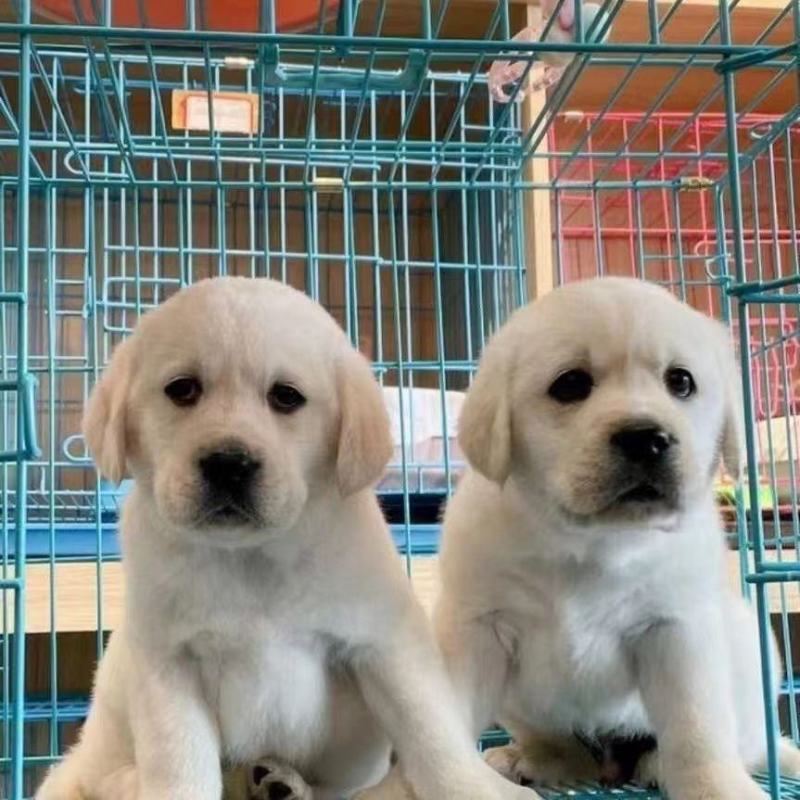 拉布拉多幼犬活体宠物神犬小七导盲犬哎纯种拉布拉多