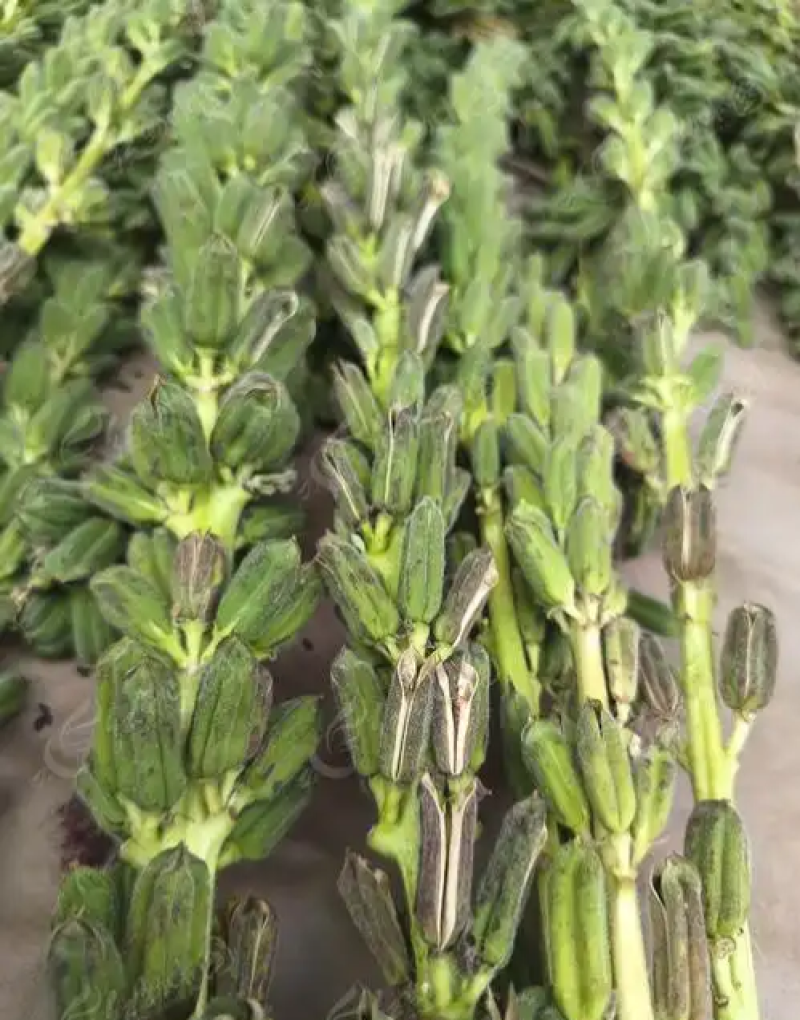 怡想霸王鞭白芝麻种子单秆型芝麻种籽长势强茎秆粗壮抗倒伏