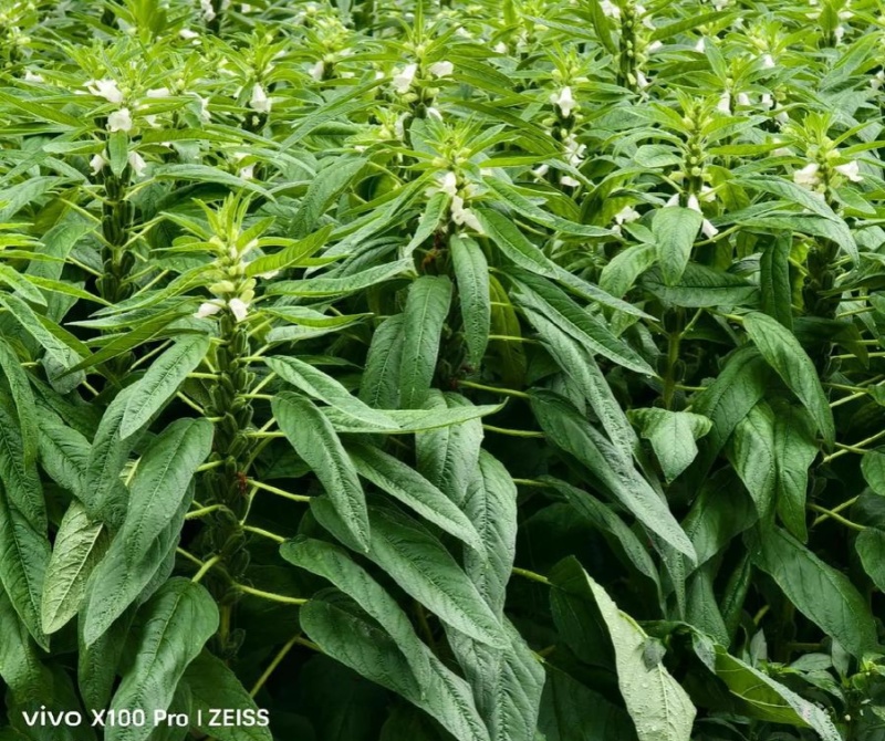怡想霸王鞭白芝麻种子单秆型芝麻种籽长势强茎秆粗壮抗倒伏