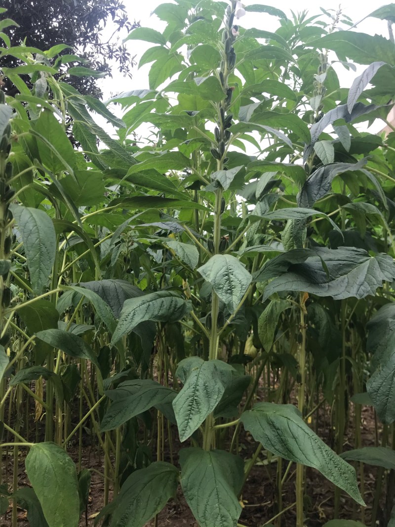 怡想霸王鞭白芝麻种子单秆型芝麻种籽长势强茎秆粗壮抗倒伏