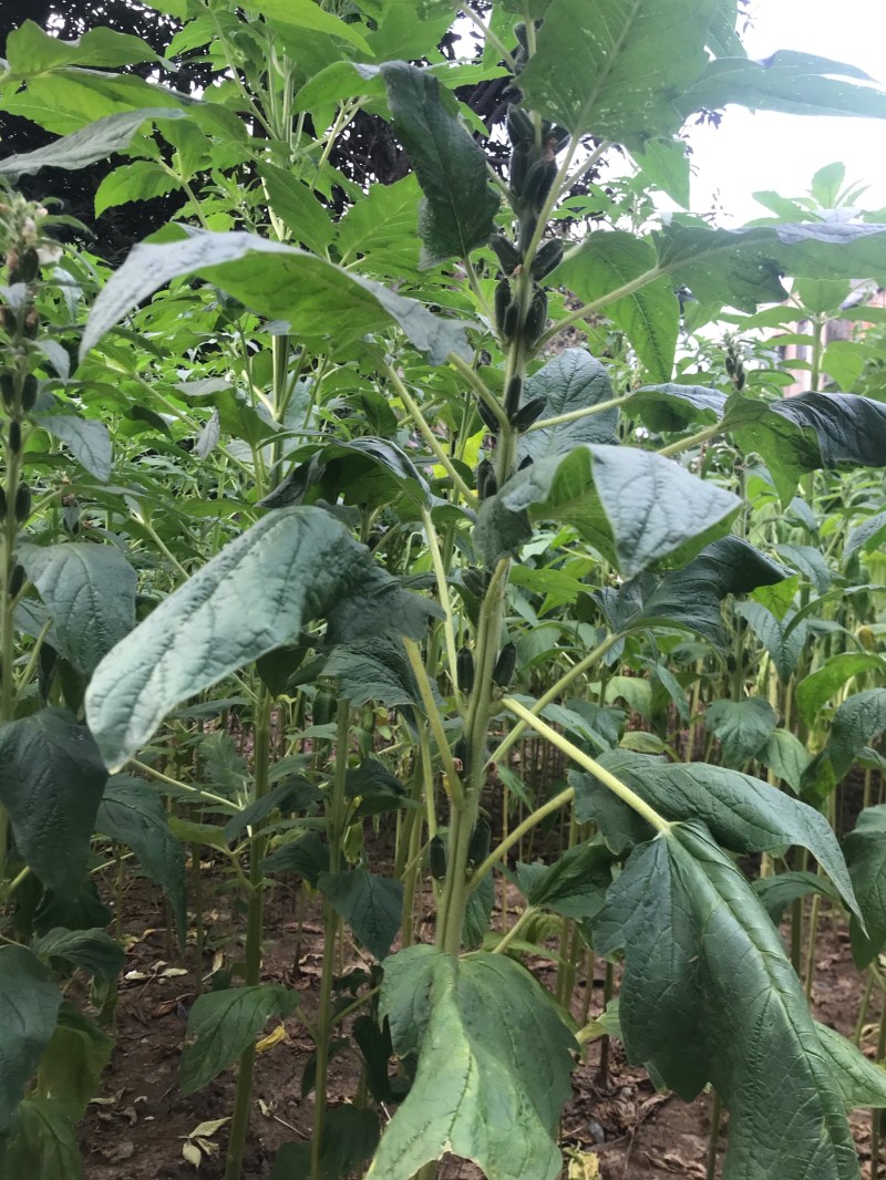 怡想霸王鞭白芝麻种子单秆型芝麻种籽长势强茎秆粗壮抗倒伏