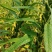 怡想霸王鞭白芝麻种子单秆型芝麻种籽长势强茎秆粗壮抗倒伏
