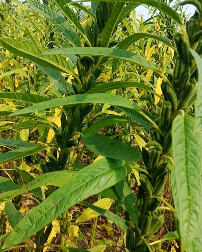 怡想霸王鞭白芝麻种子单秆型芝麻种籽长势强茎秆粗壮抗倒伏