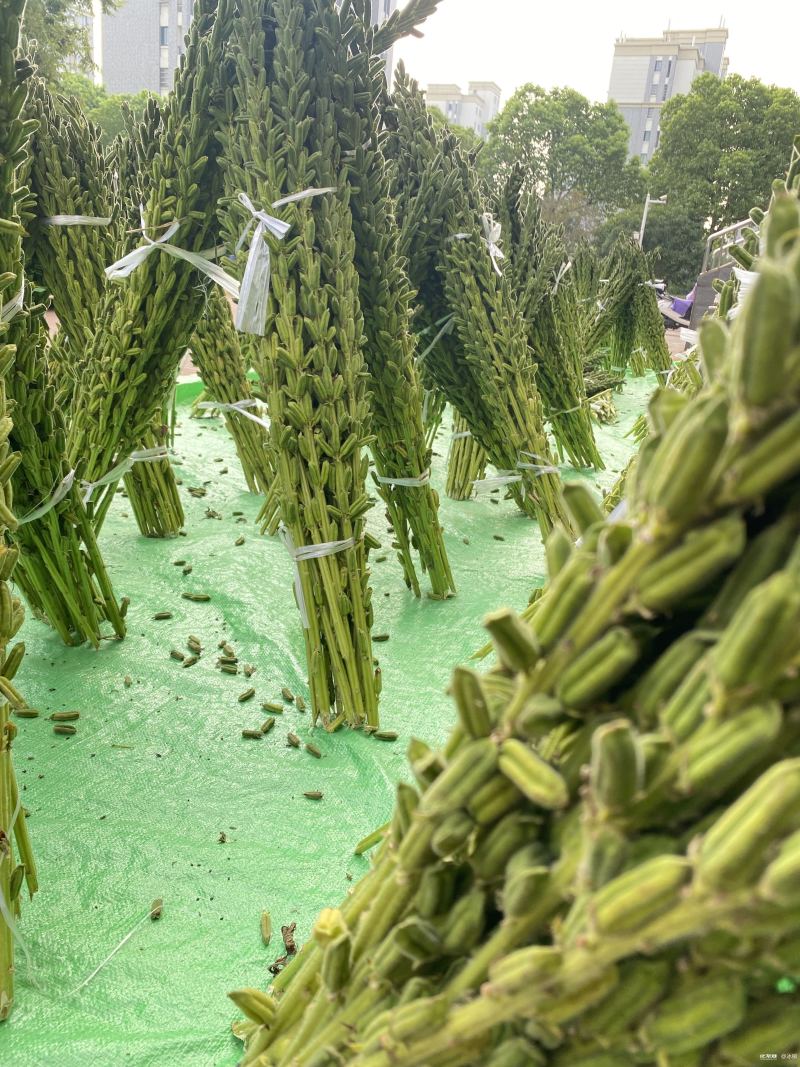 怡想霸王鞭白芝麻种子单秆型芝麻种籽长势强茎秆粗壮抗倒伏