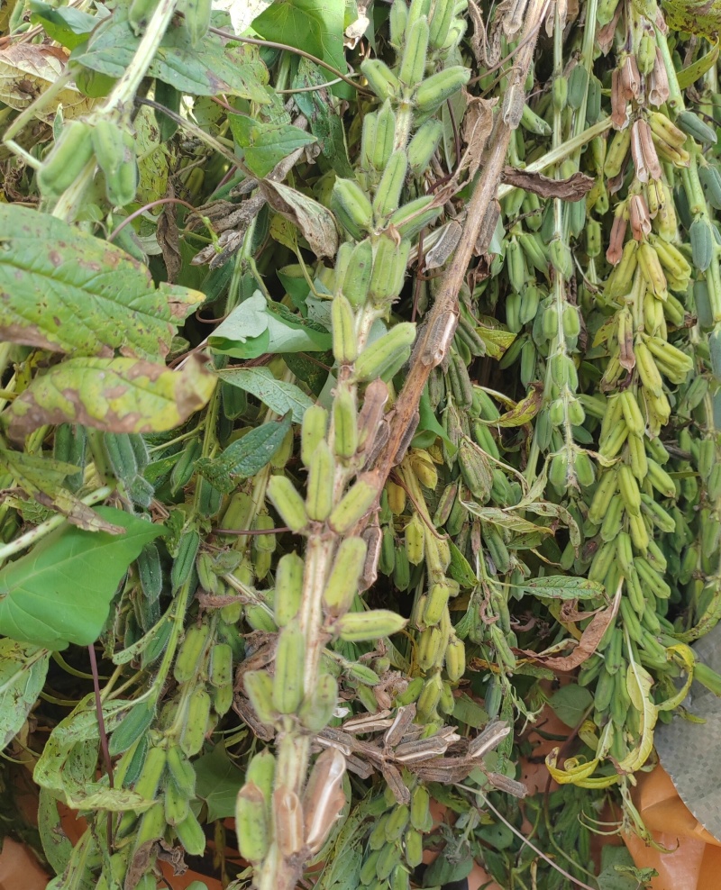 怡想霸王鞭白芝麻种子单秆型芝麻种籽长势强茎秆粗壮抗倒伏