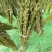 怡想霸王鞭白芝麻种子单秆型芝麻种籽长势强茎秆粗壮抗倒伏
