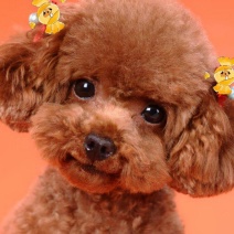 正宗纯种泰迪幼犬纯血统小体爆红泰迪成犬高智商小型犬犬舍直