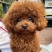 正宗纯种泰迪幼犬纯血统小体爆红泰迪成犬高智商小型犬犬舍直