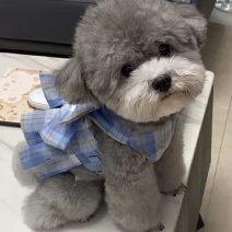 纯种灰色泰迪幼崽灰色泰迪长不大茶杯犬泰迪红色棕色不掉毛贵