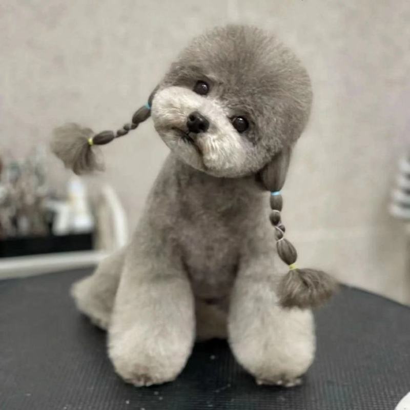 纯种灰色泰迪幼崽灰色泰迪长不大茶杯犬泰迪红色棕色不掉毛贵