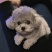 纯种灰色泰迪幼崽灰色泰迪长不大茶杯犬泰迪红色棕色不掉毛贵