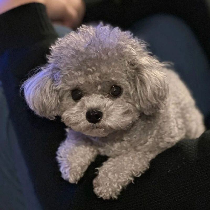 纯种灰色泰迪幼崽灰色泰迪长不大茶杯犬泰迪红色棕色不掉毛贵