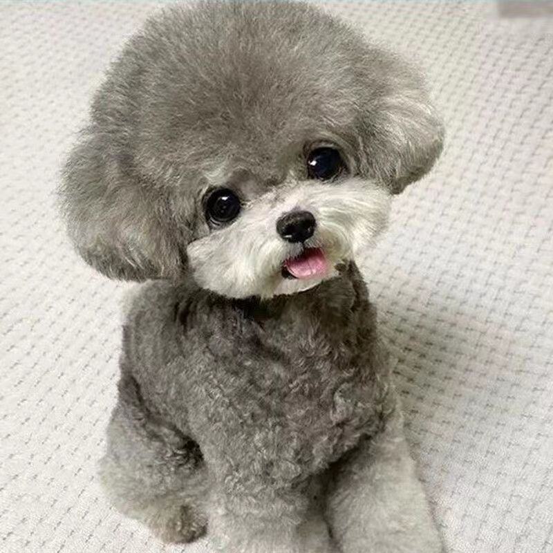 纯种灰色泰迪幼崽灰色泰迪长不大茶杯犬泰迪红色棕色不掉毛贵