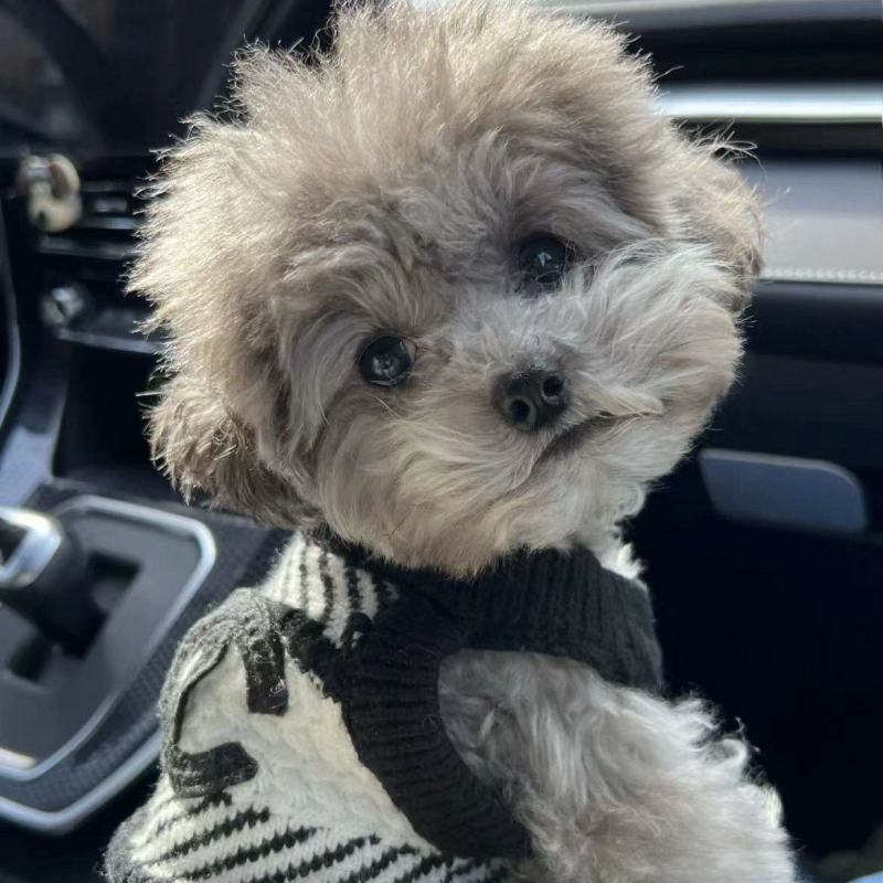 纯种灰色泰迪幼崽灰色泰迪长不大茶杯犬泰迪红色棕色不掉毛贵
