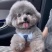 纯种灰色泰迪幼崽灰色泰迪长不大茶杯犬泰迪红色棕色不掉毛贵