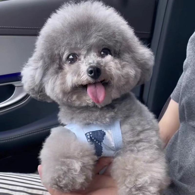 纯种灰色泰迪幼崽灰色泰迪长不大茶杯犬泰迪红色棕色不掉毛贵