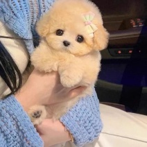 纯种泰迪幼犬双血统泰迪熊贵宾犬棕色香槟色灰色活的狗狗正品