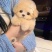 纯种泰迪幼犬双血统泰迪熊贵宾犬棕色香槟色灰色活的狗狗正品