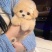 纯种泰迪幼犬双血统泰迪熊贵宾犬棕色香槟色灰色活的狗狗正品