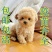 纯种泰迪幼犬双血统泰迪熊贵宾犬棕色香槟色灰色活的狗狗正品