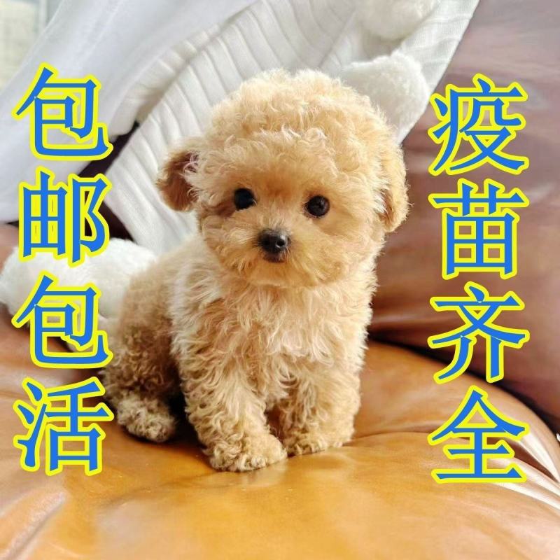 纯种泰迪幼犬双血统泰迪熊贵宾犬棕色香槟色灰色活的狗狗正品