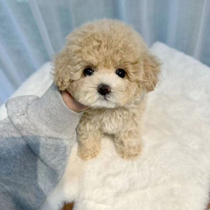 纯种泰迪幼犬双血统泰迪熊贵宾犬棕色香槟色灰色活的狗狗正品