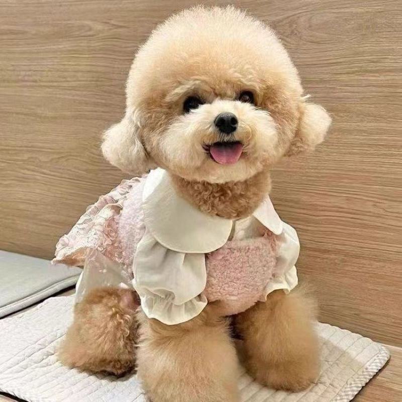 纯种泰迪幼犬双血统泰迪熊贵宾犬棕色香槟色灰色活的狗狗正品