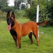 马犬纯种幼犬成犬双血统爆红马犬正宗小马犬护卫犬警犬看家护