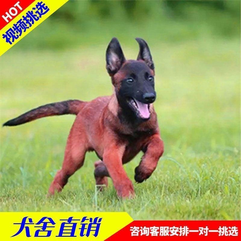 马犬纯种幼犬成犬双血统爆红马犬正宗小马犬护卫犬警犬看家护