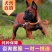 马犬纯种幼犬成犬双血统爆红马犬正宗小马犬护卫犬警犬看家护