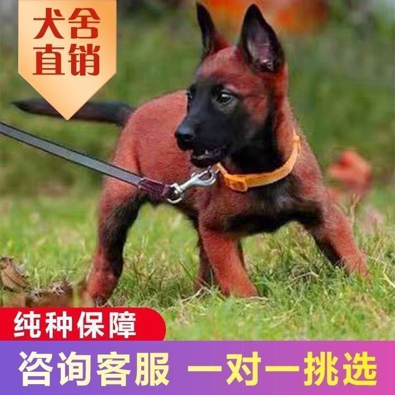马犬纯种幼犬成犬双血统爆红马犬正宗小马犬护卫犬警犬看家护
