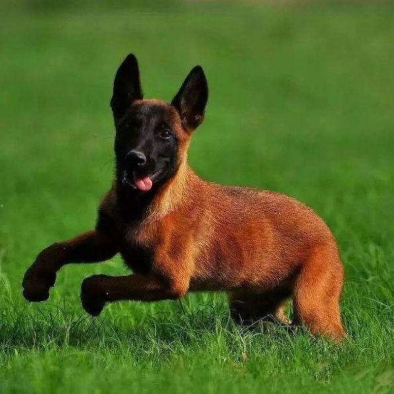 马犬纯种幼犬成犬双血统爆红马犬正宗小马犬护卫犬警犬看家护